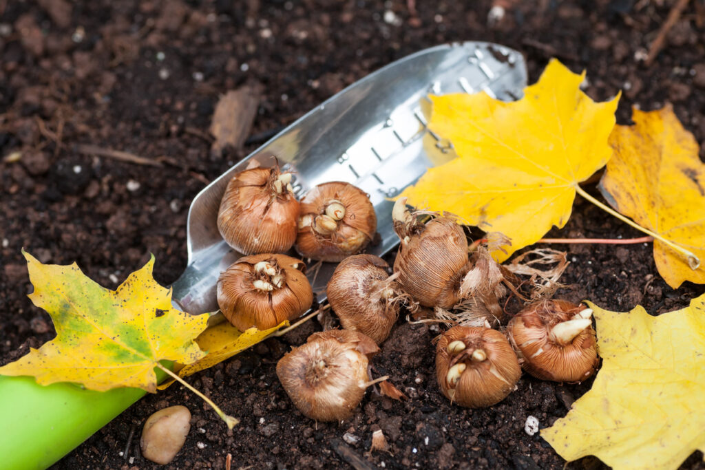 flower bulbs ready to plant in the fall garden.