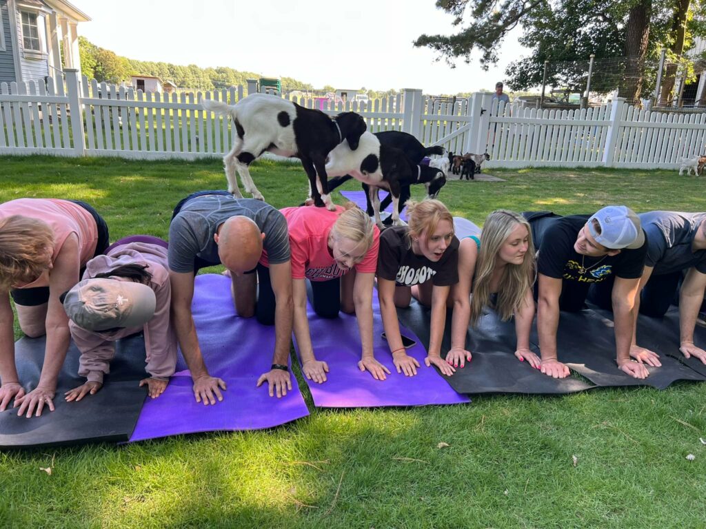 goat yoga class at goat joy