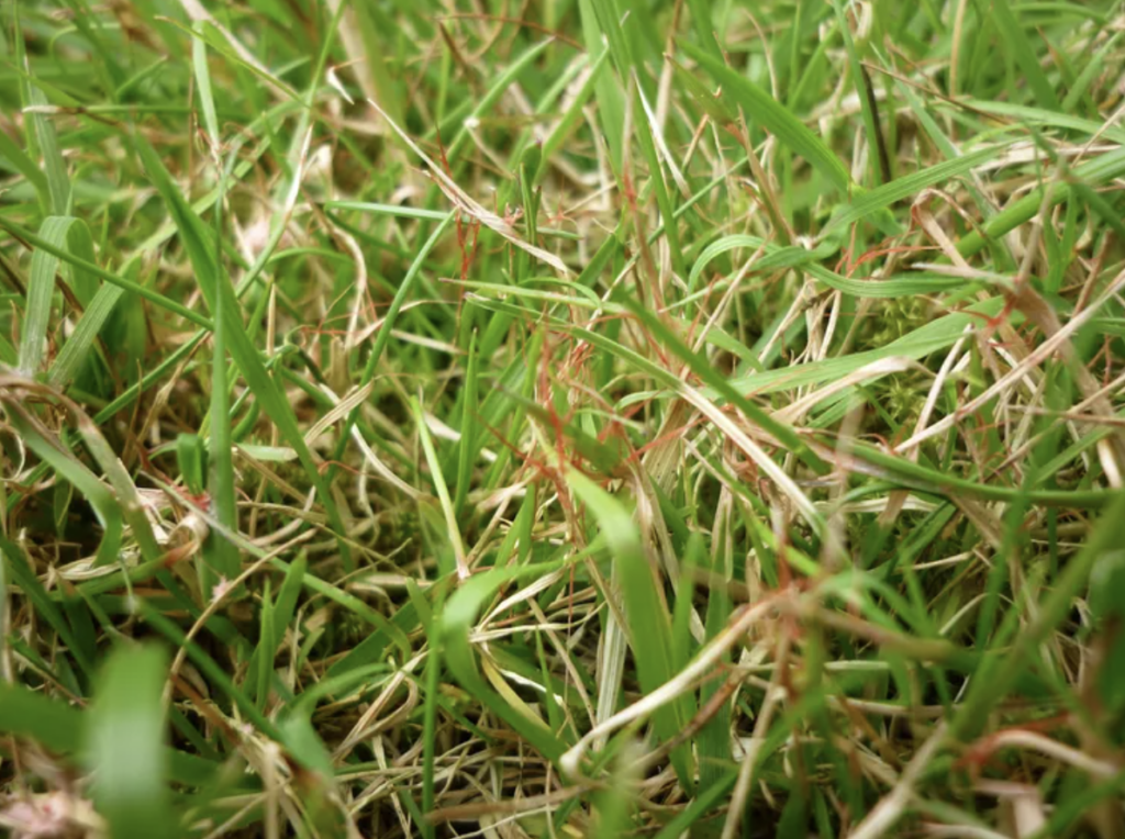 red thread lawn fungus