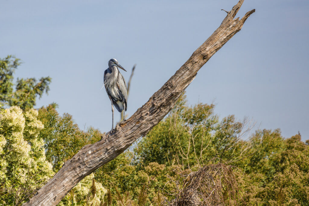 Great Blue Heron On Dead Tree