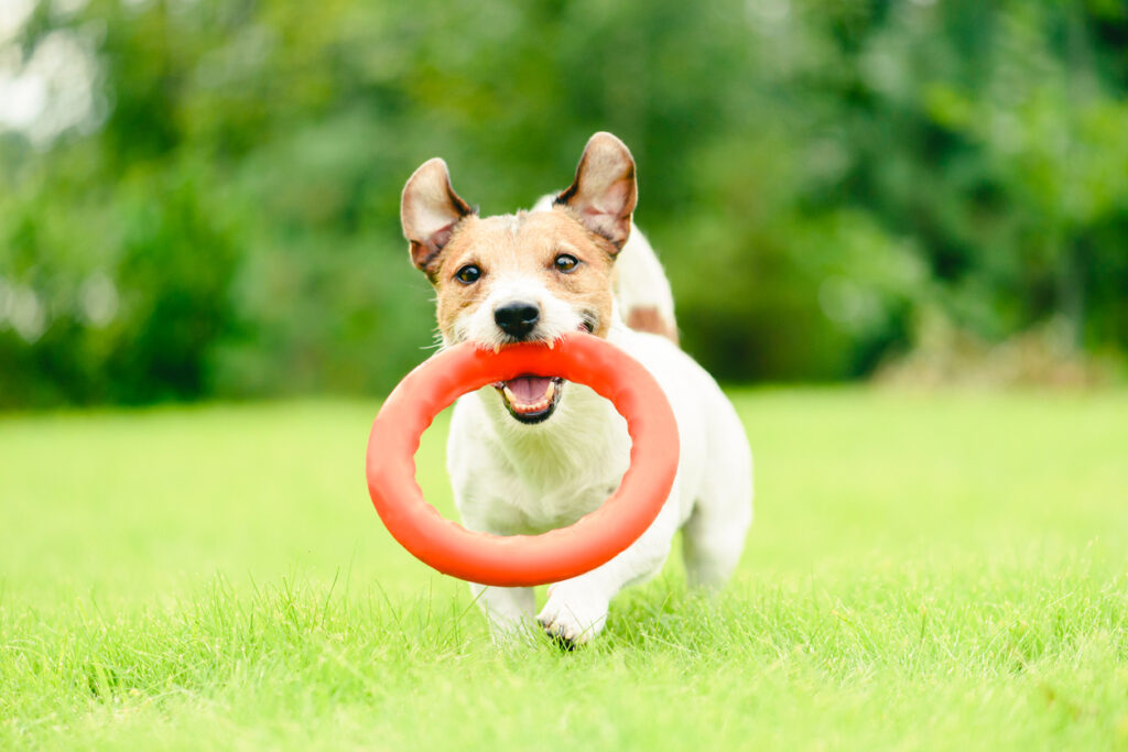 dog with toy running in grass