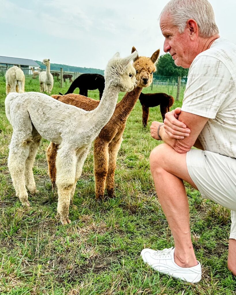 four seasons living alpaca farm