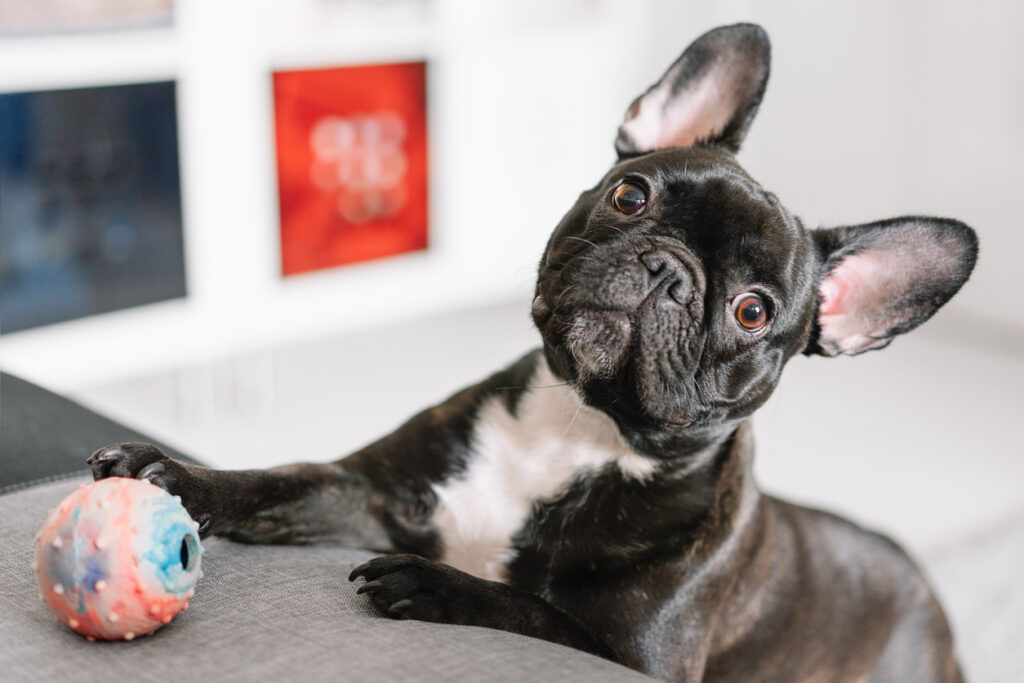 cute dog playing with a ball at home