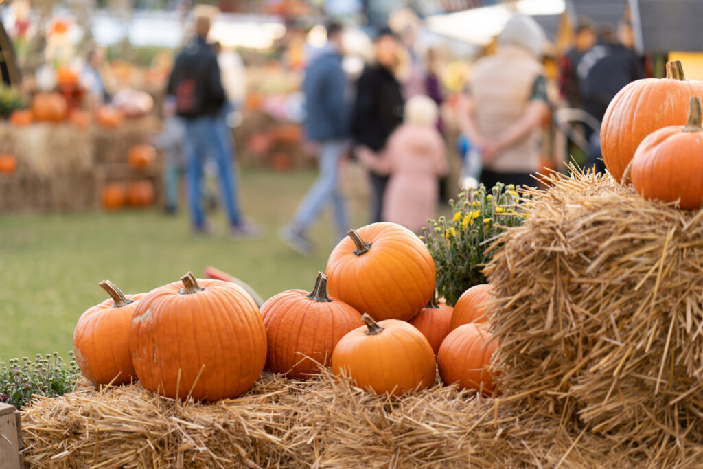 pumpkins and hay at a fall festival