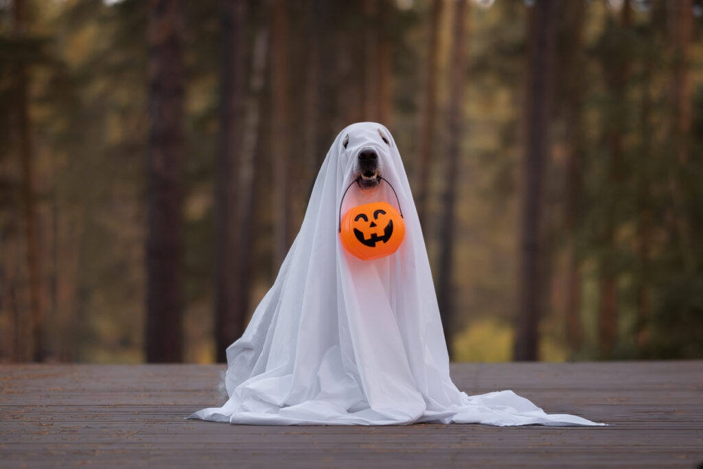 A dog in a ghost costume for Halloween. 