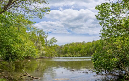 A calm, tree-lined lake under a partly cloudy sky, with lush green foliage surrounding the water and some branches and logs scattered at the water’s edge.