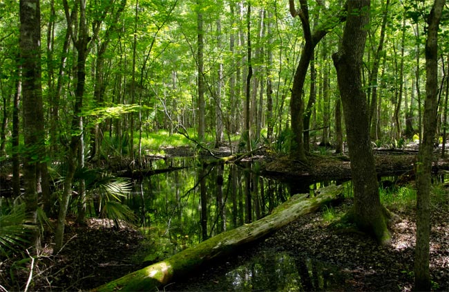 great cypress swamp