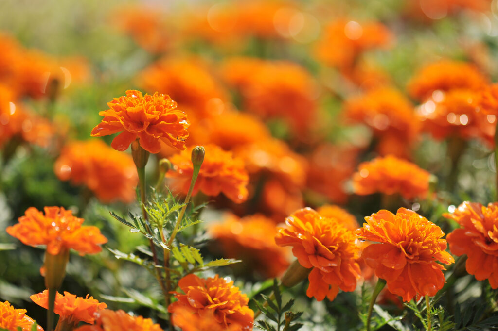 Marigolds (Tagetes erecta, Mexican marigold, Aztec marigold, African marigold)