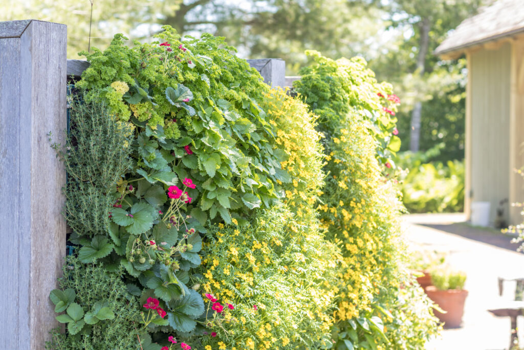 a variety of plants hanging vertically on a fence