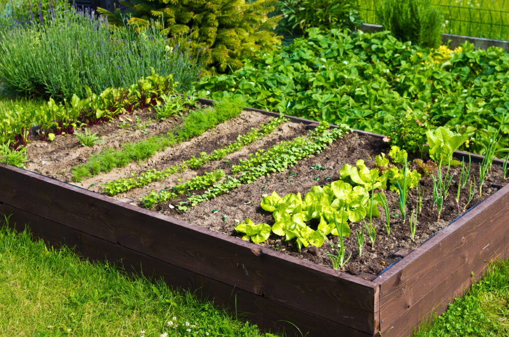 Wooden vegetable bed box with soil in the home garden. Ecology and homegrowing concept.