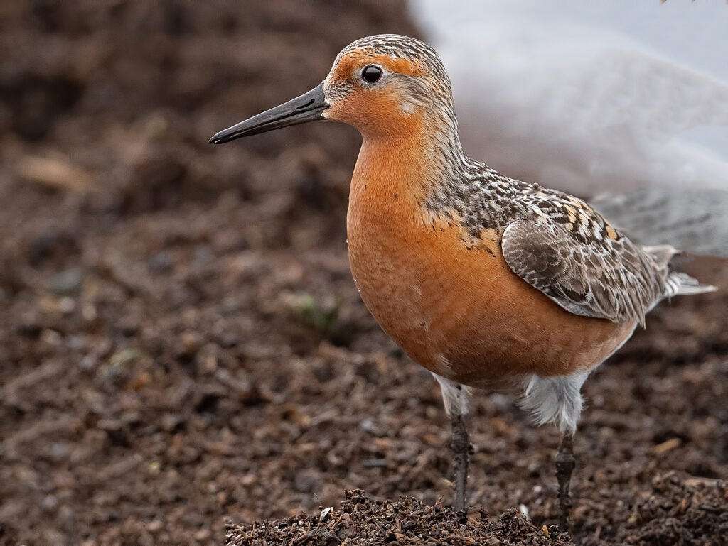 red knot bird on the shore