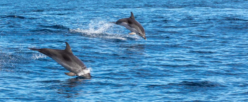 bottlenose dolphins jumping in the ocean