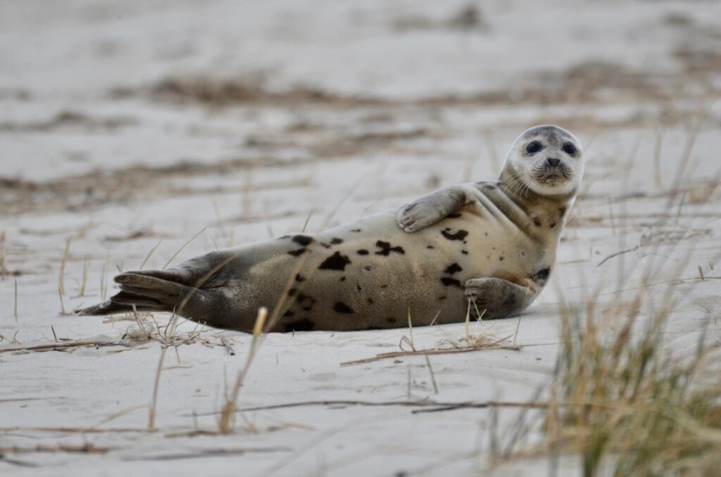 seal on the beach in coastal delaware