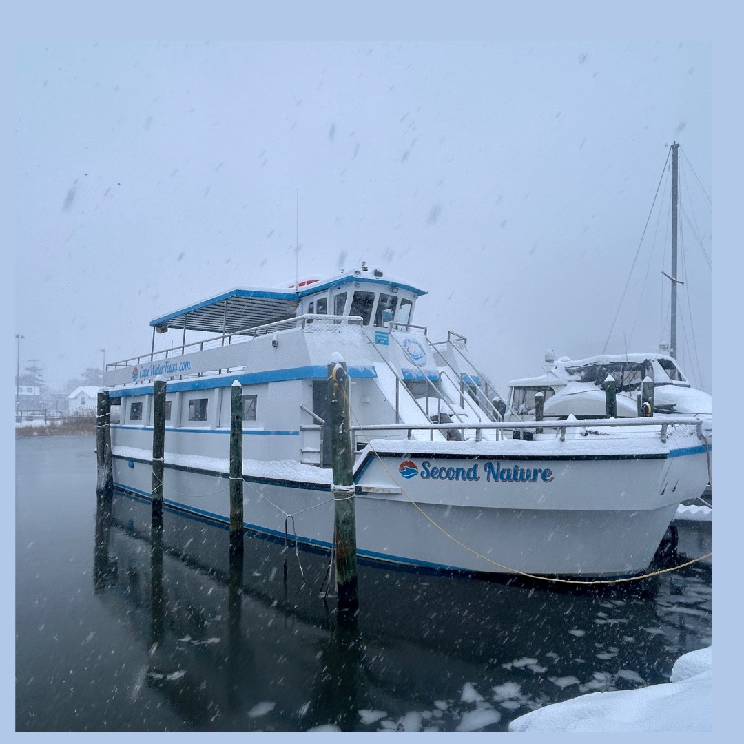 cape water tours and taxi tour boat in the winter