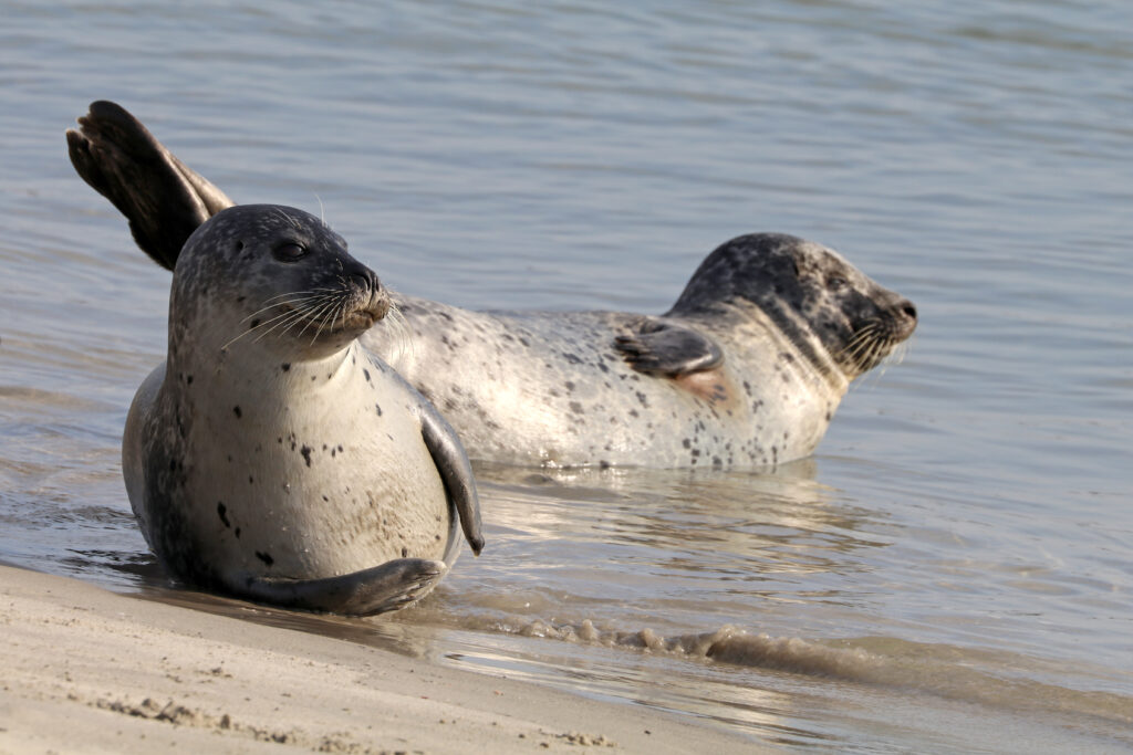 two seals on the beach