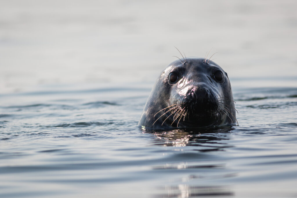 seal poking its head out of the water