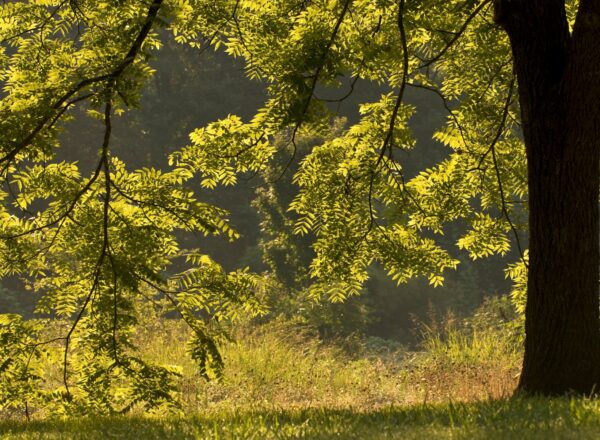 Sunlight filters through green leaves on tree branches, casting dappled light and shadow on the grassy ground below, with a softly blurred forested background.