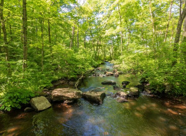 A shallow creek flows over rocks through a lush, green forest under bright sunlight. The dense trees and foliage create a serene, natural atmosphere.