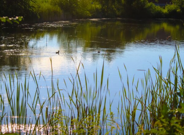 Tall green grasses frame a sunlit pond with two ducks swimming in the water, surrounded by lush trees and reflections of clouds and greenery on the calm surface.